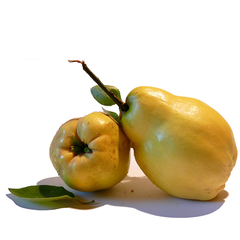 QUINCE (PER UNIT)